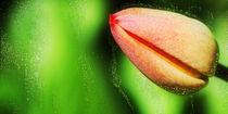 The Tulip of Love von Michael Naegele