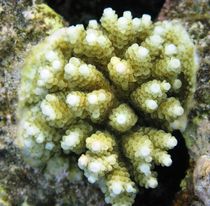 Young Acropora Coral by Christopher Jöst