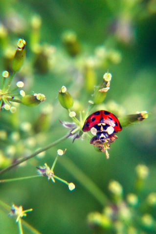 Ladybug00