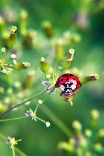 Ladybug by Vicki Field
