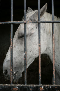 The horse von Olivier Heimana