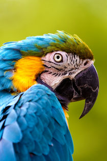 Blue and Yellow Macaw (Ara ararauna) von Andrew Harker