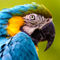 A-captive-blue-and-yellow-macaw-ara-ararauna-1d44884-5