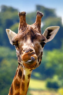 Rothschild Giraffe (Giraffa camelopardalis rothschildi) by Andrew Harker