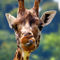 Rothschild-giraffe-1d42791