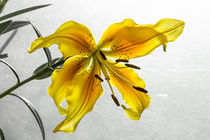 The Yellow Lily von Marc Garrido Clotet