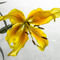 The-yellow-daylily