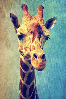 Die Giraffe von AD DESIGN Photo + PhotoArt