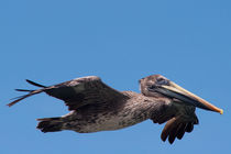 Brown pelican cruising von Jörg Sobottka
