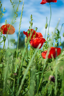 Mohn by Andreas Rohrer
