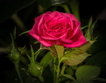 rote Rose by Rainer Schmitz