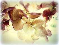 hortensien von hedy beith