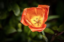 Tulpe orange by Rainer Schmitz