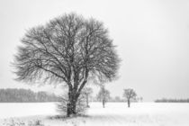 Baum im Schnee von Rainer Schmitz