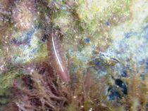Idotea baltica (isopod) next to Palaemon-shrimp von Christopher Jöst