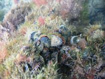 Colony of Blue mussels (Mytilus edulis) von Christopher Jöst