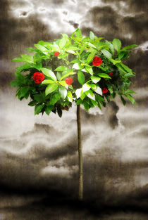 Rose Tree Red by CHRISTINE LAKE