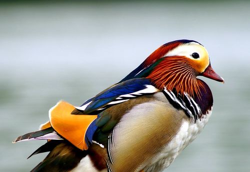 Mandarin-duck