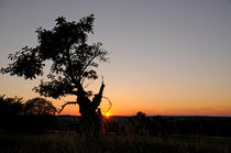 Tree in sunset by Michael Ebardt