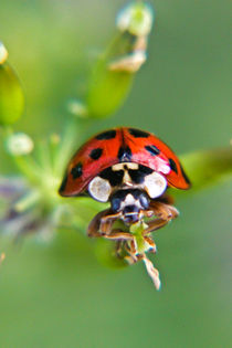 Ladybug by Vicki Field