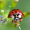 Ladybug00close