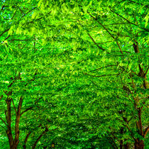 Leuchtend grünes Blätterdach von Gina Koch