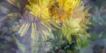 Transitions  of flowers - Blüten Überblendungen  by Florette Hill