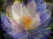 Transitions - violett flowers Überblendungen mit Krokussen by Florette Hill