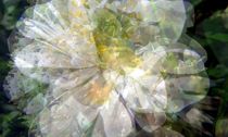 Transitions - white flowers von Florette Hill