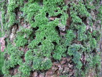 Moss on a tree bark by Christopher Jöst