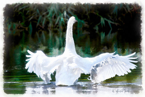 Swan-aqua-real