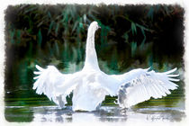 Swan in Action von Wolfgang Pfensig