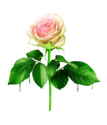 Beautiful rose by larisa-koshkina