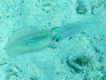 Bigfin reef squid (Sepioteuthis lessoniana) von Christopher Jöst