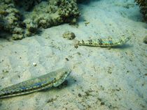 Pair of Sand lizardfish (Synodus dermatogenys) by Christopher Jöst