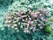 Smooth cauliflower coral (Stylophora pistillata) II by Christopher Jöst