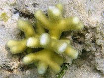 Smooth cauliflower coral (Stylophora pistillata) I by Christopher Jöst