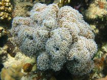 Toadstool mushroom coral (Sarcophyton trocheliophorum) by Christopher Jöst