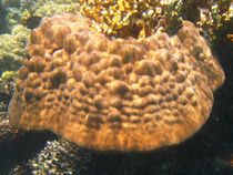 Big coral stock (Porites lutea) by Christopher Jöst