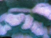 Porites coral makro (Porites lutea) by Christopher Jöst