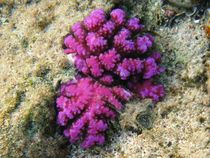 Rasp coral (Pocillopora verrucosa) by Christopher Jöst