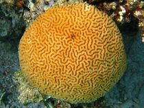 Brain coral (platygyra sinensis) by Christopher Jöst