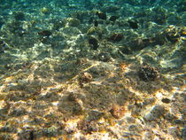 House reef (II) - shallow water von Christopher Jöst