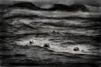 Grey Seals Swimming in Chatham MA by Matilde Simas