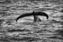 Whale Watching in Gloucester, Massachusetts by Matilde Simas