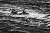 Dolphins Swimming in Gloucester, Massachusetts by Matilde Simas