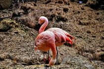 Flamingos in the outdoor enclosures by Helmut Schneller