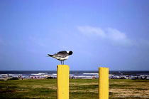 Gull Pruning Himself von Dan Richards