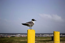 Gull on Post von Dan Richards