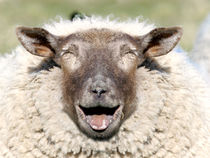 Lustiges Schaf von Peter Rohde